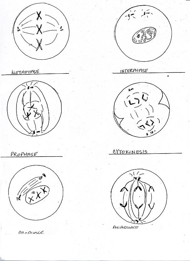 Bioexcel 190 Mitosis Meiosis Key